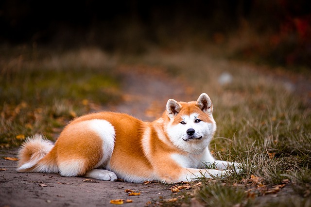 Seznamte se – akita